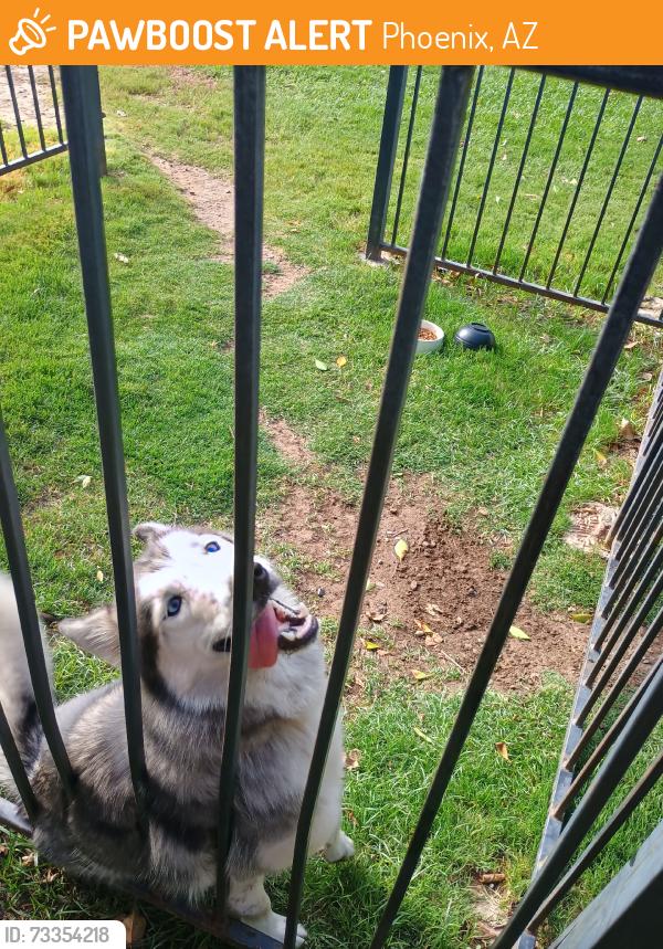 Found/Stray Female Dog last seen Rise Skyview apmt, Phoenix, AZ 85043