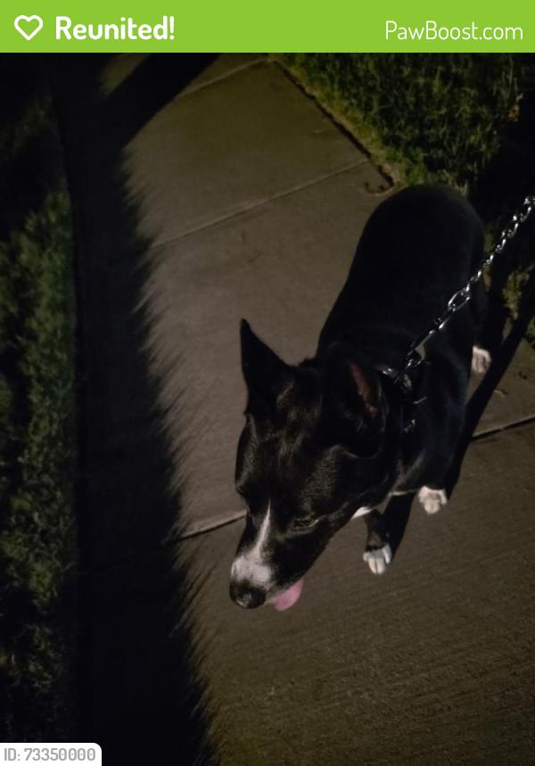 Reunited Female Dog last seen Aviary Dr Aubrey Tx, Paloma Creek, TX 76227
