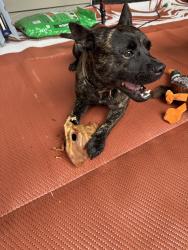Found/Stray Male Dog last seen Walmart, Collegedale, TN 37363