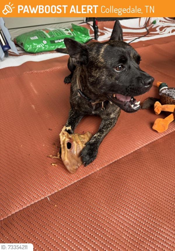 Found/Stray Male Dog last seen Walmart, Collegedale, TN 37363