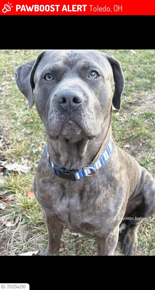 Lost Male Dog last seen Crown inn motel on Alexis, Toledo, OH 43613