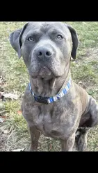 Lost Male Dog last seen Crown inn motel on Alexis, Toledo, OH 43613