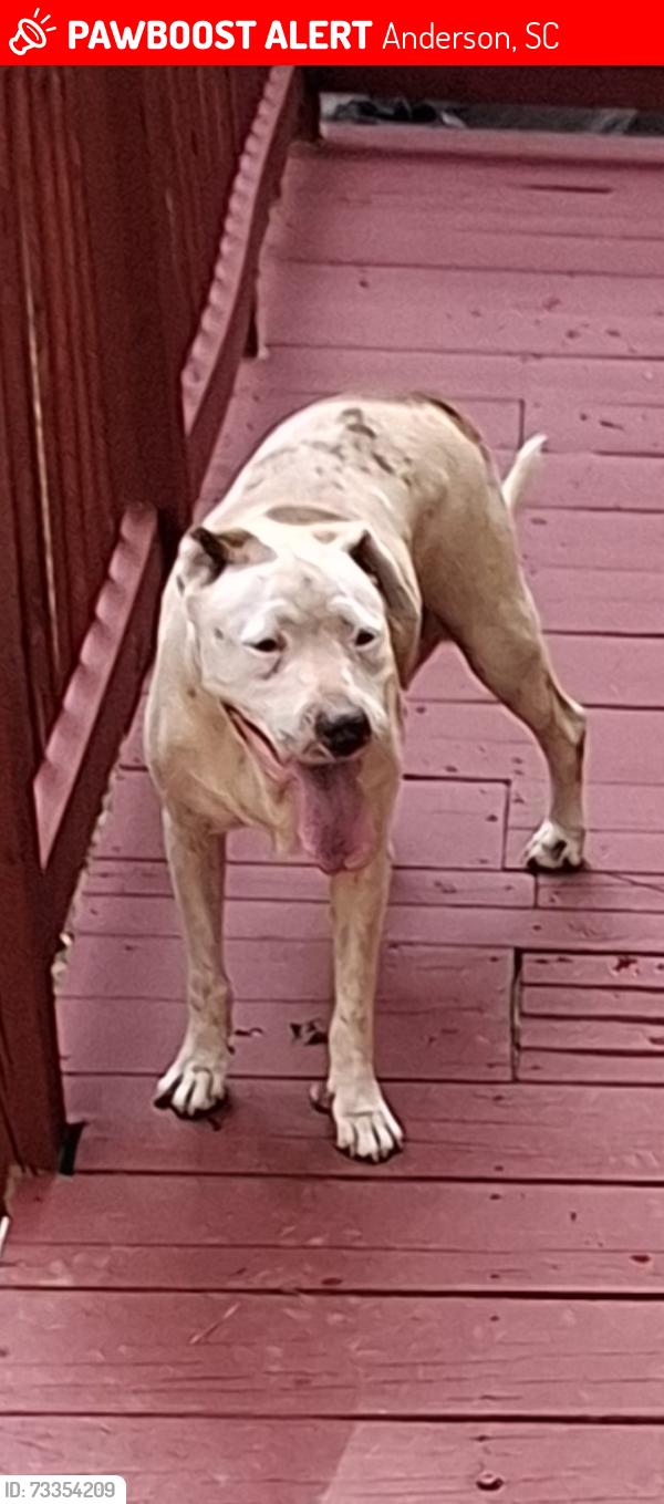 Lost Female Dog last seen Near douglas st, Anderson, SC 29624