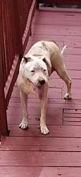 Lost Female Dog last seen Near douglas st, Anderson, SC 29624