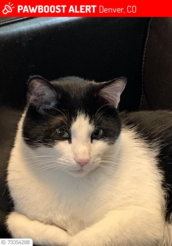 Lost Male Cat last seen Monaco and bates, Denver, CO 80222