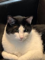 Lost Male Cat last seen Monaco and bates, Denver, CO 80222