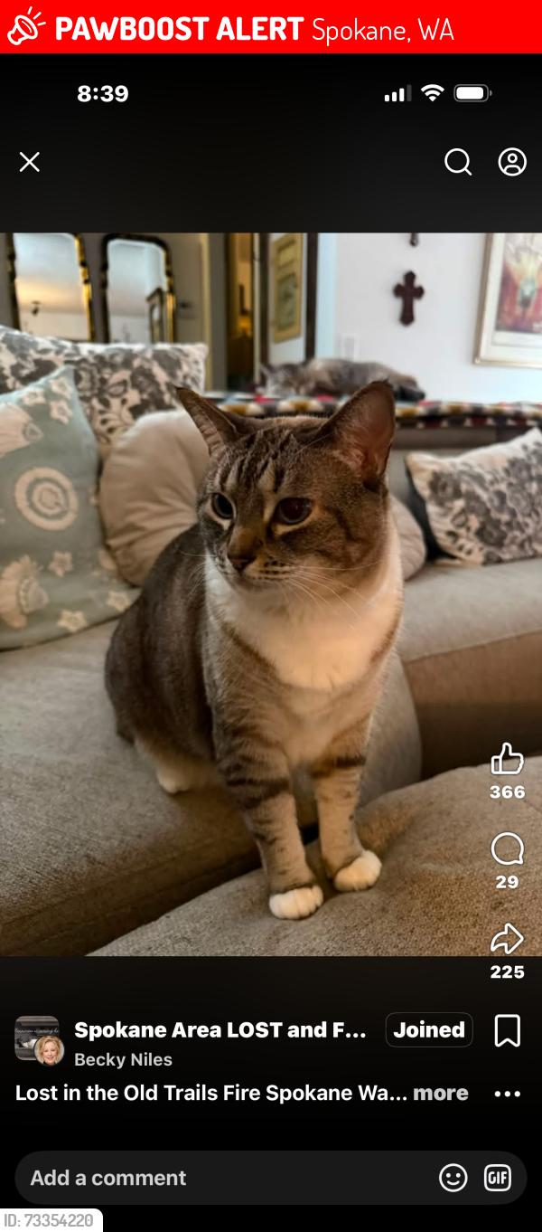 Lost Female Cat last seen Old Trails Complex Fire Spokane WA, Spokane, WA 99208