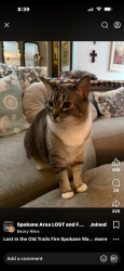 Lost Female Cat last seen Old Trails Complex Fire Spokane WA, Spokane, WA 99208