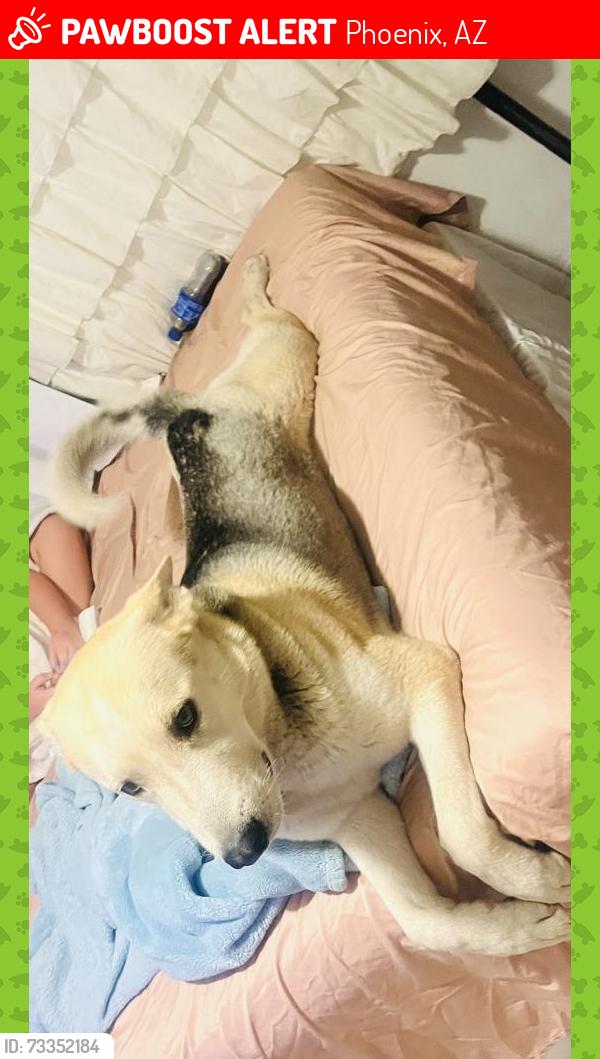 Lost Male Dog last seen 89th Ave &Virginia, Phoenix, AZ 85037