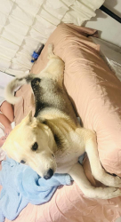 Lost Male Dog last seen 89th Ave &Virginia, Phoenix, AZ 85037