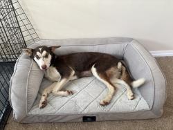 Lost Female Dog last seen Le Sage Ave/ Platt, Los Angeles, CA 91367