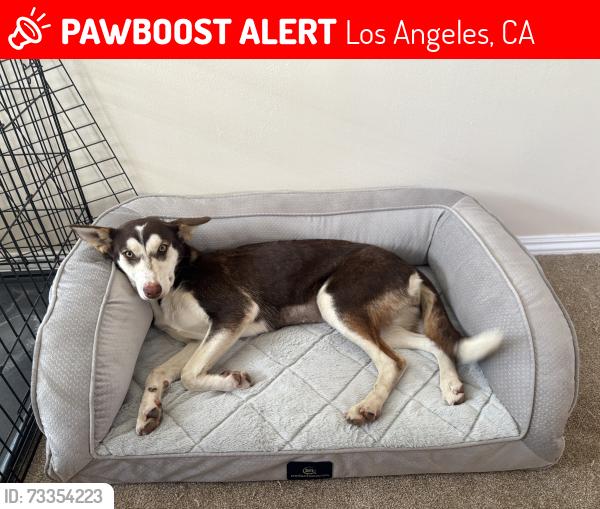 Lost Female Dog last seen Le Sage Ave/ Platt, Los Angeles, CA 91367