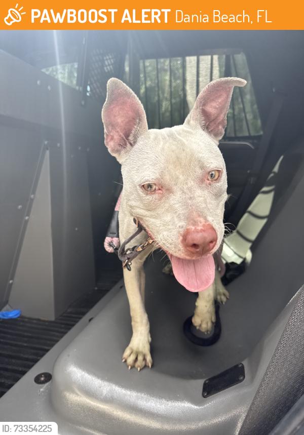 Found/Stray Female Dog last seen Sw 2 st, Dania Beach, FL 33004