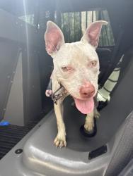 Found/Stray Female Dog last seen Sw 2 st, Dania Beach, FL 33004