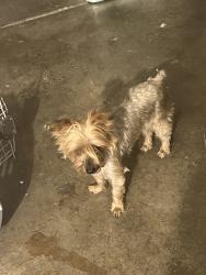 Found/Stray Female Dog last seen French road, Sacramento, CA 95828