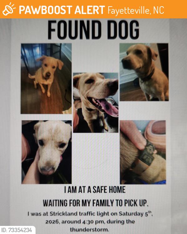 Found/Stray Male Dog last seen Strickland bridge red light, Fayetteville, NC 28306