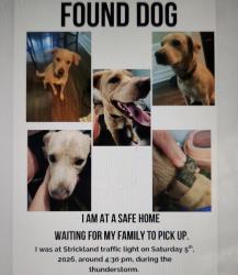 Found/Stray Male Dog last seen Strickland bridge red light, Fayetteville, NC 28306