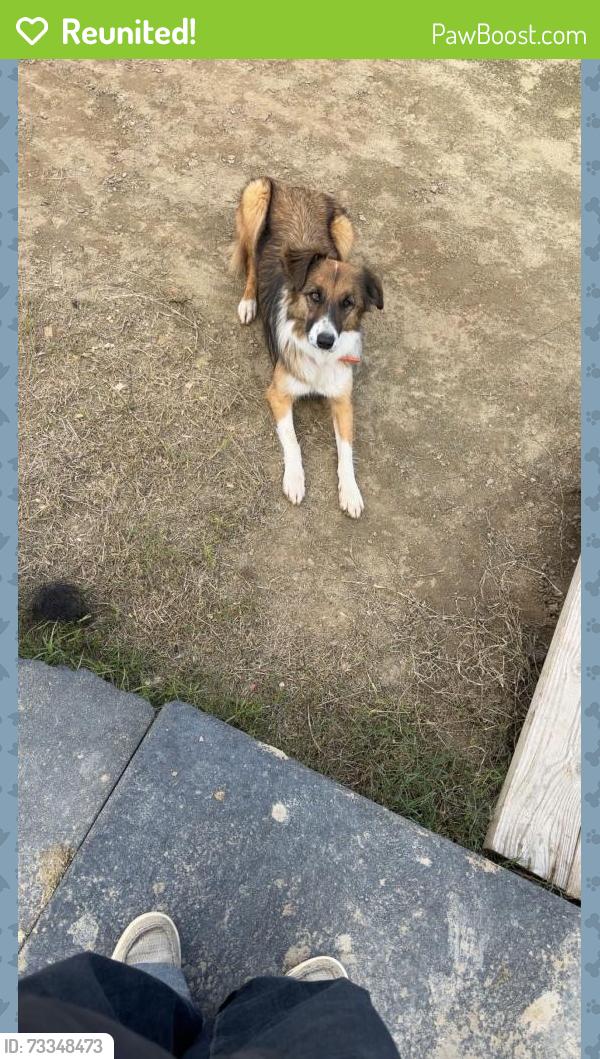 Reunited Male Dog last seen Avenue 242 and Road 196, Tulare County, CA 93247