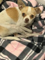 Found/Stray Female Dog last seen Golf drive, Chowchilla, CA 93610