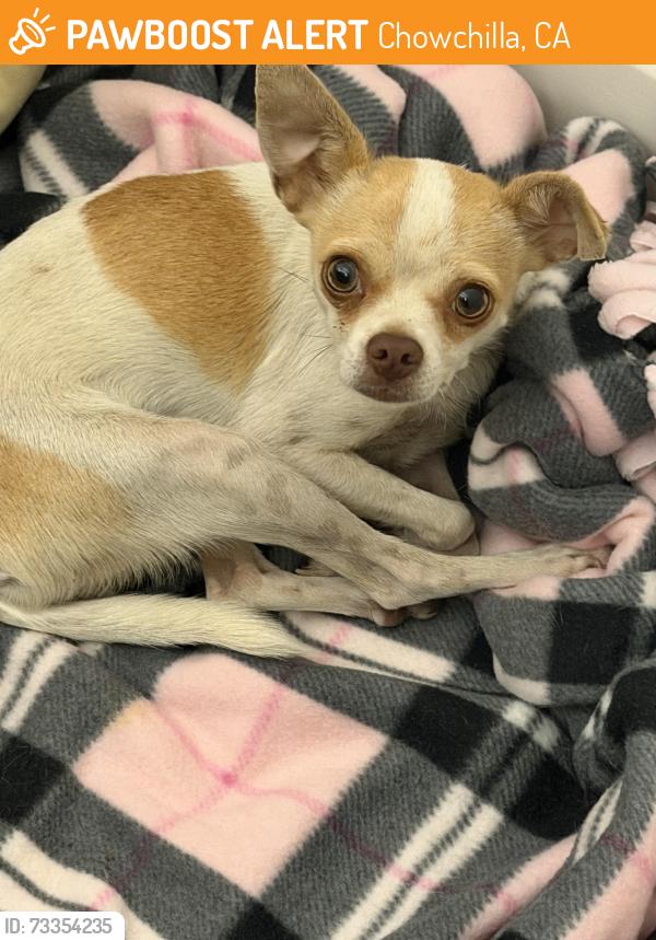 Found/Stray Female Dog last seen Golf drive, Chowchilla, CA 93610