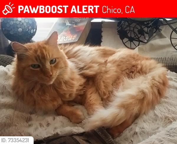 Lost Male Cat last seen Near Mansfield Court near Carson St. & Notre Dame, Chico, CA 95928
