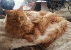 Lost Male Cat last seen Near Mansfield Court near Carson St. & Notre Dame, Chico, CA 95928