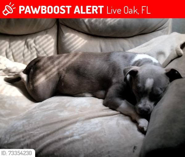 Lost Female Dog last seen 217th rd and 148th, Live Oak, FL 32060