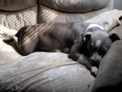 Lost Female Dog last seen 217th rd and 148th, Live Oak, FL 32060