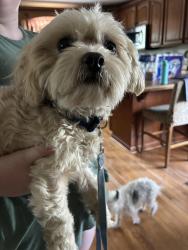 Reunited Male Dog last seen Oak Grove Baptist Church, Mount Carmel, TN 37645