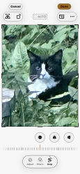 Reunited Unknown Cat last seen brophy and glenview, Park Ridge, IL 60068