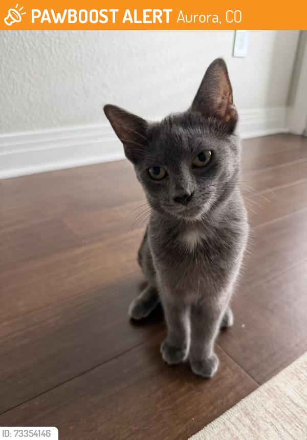 Found/Stray Unknown Cat last seen By the lake at Sand Creek Park, Aurora, Aurora, CO 80010