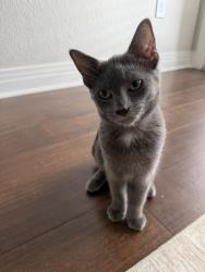 Found/Stray Unknown Cat last seen By the lake at Sand Creek Park, Aurora, Aurora, CO 80010