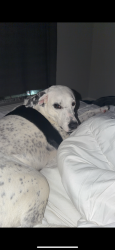 Reunited Female Dog last seen main street, Round Rock, TX 78664