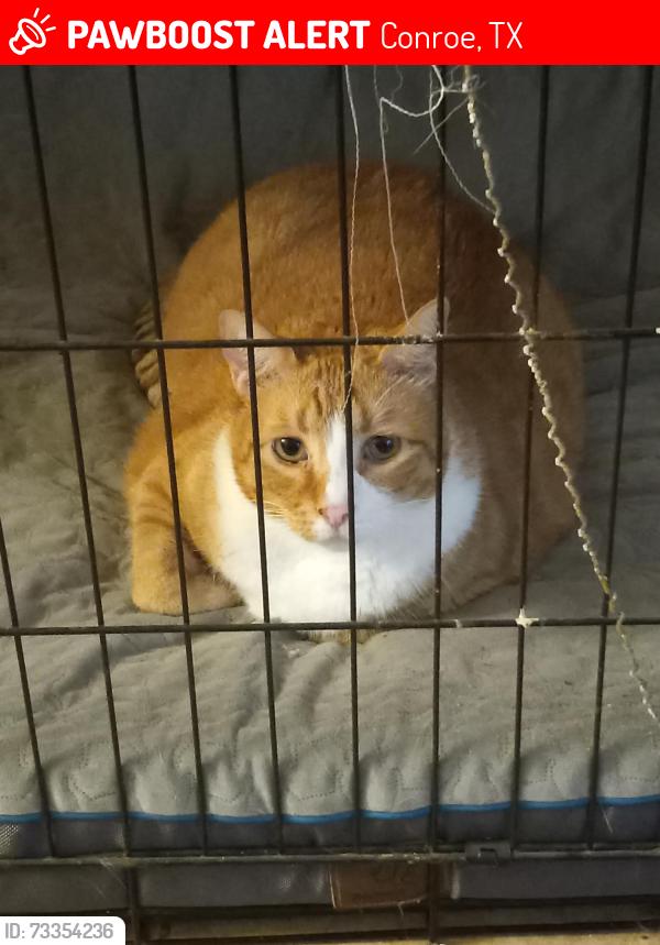 Lost Male Cat last seen Summit and Ridgway - Sunset Ridge neighborhood, Conroe, TX 77303