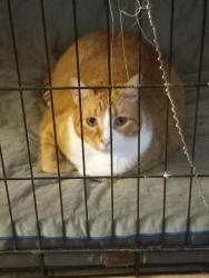 Lost Male Cat last seen Summit and Ridgway - Sunset Ridge neighborhood, Conroe, TX 77303