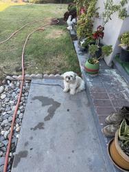 Lost Female Dog last seen Williams rd, Salinas, CA 93905