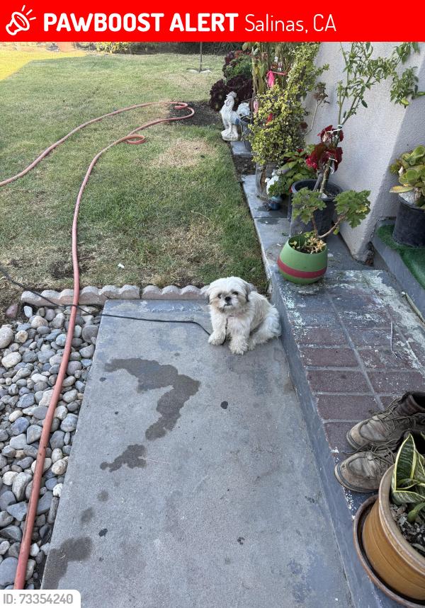 Lost Female Dog last seen Williams rd, Salinas, CA 93905