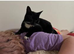 Lost Female Cat last seen End of Morehouse drive., Colchester, VT 05404