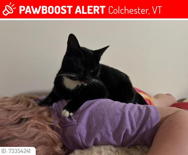 Lost Female Cat last seen End of Morehouse drive., Colchester, VT 05404