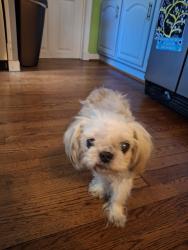 Reunited Female Dog last seen Varnum and 51st, Bladensburg, MD 20710