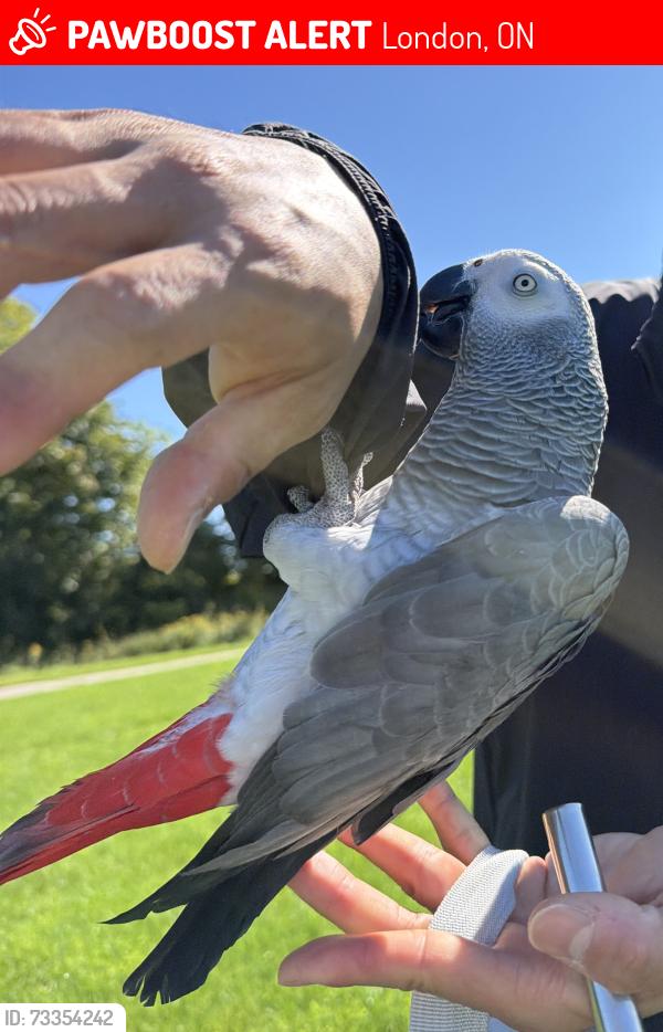 Lost Female Bird last seen Power park, London, ON 