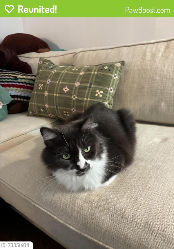 Reunited Male Cat last seen 14th ave & E Denny, Seattle, WA 98122