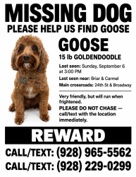 Lost Male Dog last seen Gilbert & Broadway, Mesa, AZ 85204