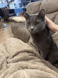 Lost Male Cat last seen Maple Park, Edmonton, AB T6T 1A4