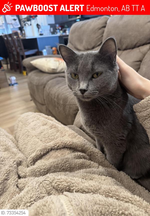 Lost Male Cat last seen Maple Park, Edmonton, AB T6T 1A4