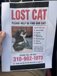 Lost Male Cat last seen Near 1723 SW 23RD ST, Fort Lauderdale, FL 33315