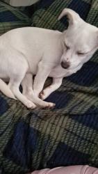 Lost Female Dog last seen Near Whitehall RdAnderson, SC 29625Estados Unidos, Anderson, SC 29625