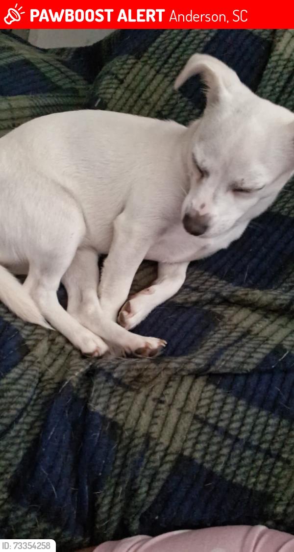 Lost Female Dog last seen Near Whitehall RdAnderson, SC 29625Estados Unidos, Anderson, SC 29625