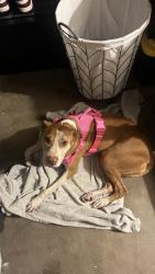 Found/Stray Female Dog last seen Perris & Iris, Moreno Valley, CA 92551
