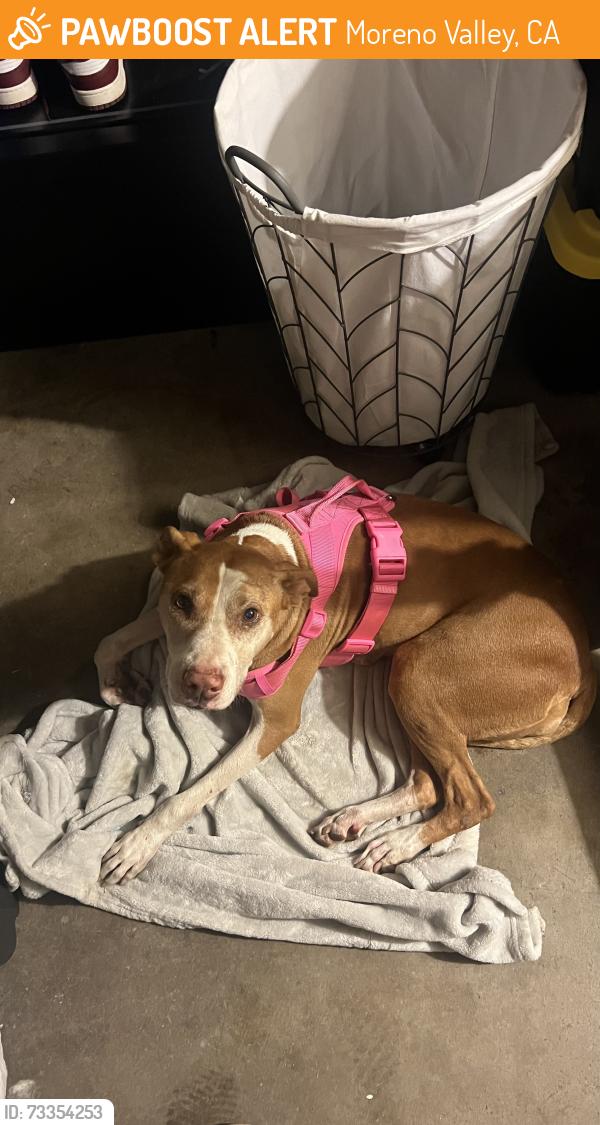 Found/Stray Female Dog last seen Perris & Iris, Moreno Valley, CA 92551